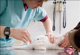 Perspectiva global del mercado Diagnóstico veterinario de enfermedades infecciosas