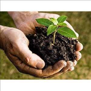 Pronóstico del mercado global de fertilizantes bioorgánicos