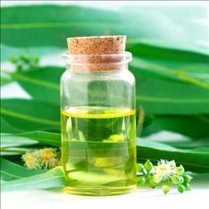 Tendencias del mercado mundial de aceite de eucalipto