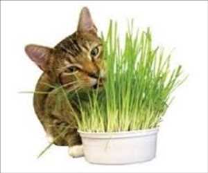 Demanda global del mercado Catnip & Cat Grass