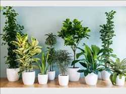 Pronóstico del mercado mundial de plantas de interior