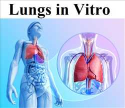 Pronóstico del mercado global Pulmones in vitro