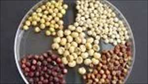 Tamaño del mercado mundial de semillas de sorgo