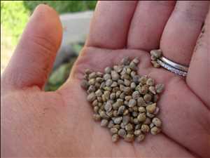 Perspectiva global del mercado de semillas de espinaca