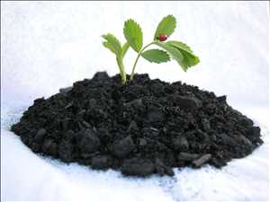  Tendencia global del mercado de fertilizantes biocarbón