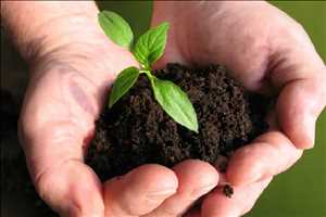 Demanda del mercado mundial de biofertilizantes