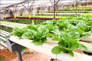  Alcance futuro del mercado mundial de productos de invernadero
