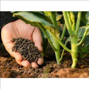  Jugadores líderes en el mercado global de Nutrientes y micronutrientes Fertilizantes