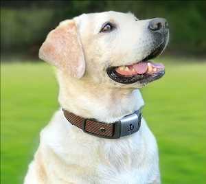 Pronóstico del mercado mundial de dispositivos portátiles para mascotas