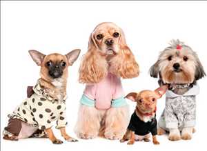 Pronóstico del mercado mundial de ropa para mascotas