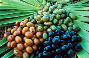  Análisis DAFO del mercado mundial de bayas de Saw Palmetto