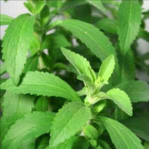 Tasa de crecimiento del mercado mundial Stevia Rebaudiana