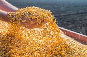  Análisis del mercado mundial de productos de maíz de molienda en húmedo