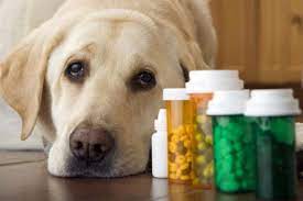 Mercado de suplementos para mascotas